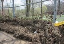 Lions’ Park cleanup efforts begin Sunday and Monday;  Opening Night on April 26